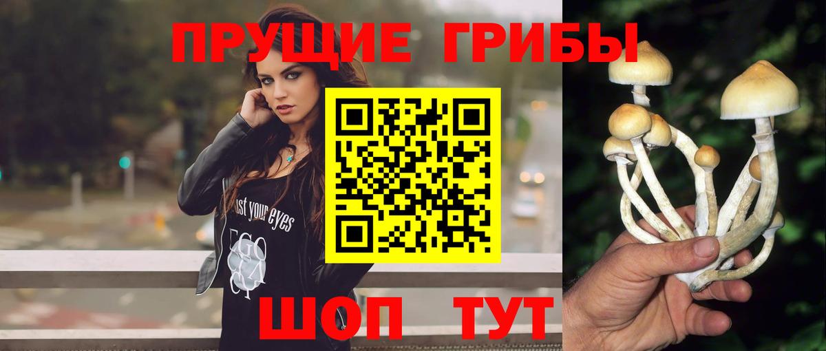 Галлюциногенные грибы Psilocybe Красноуфимск